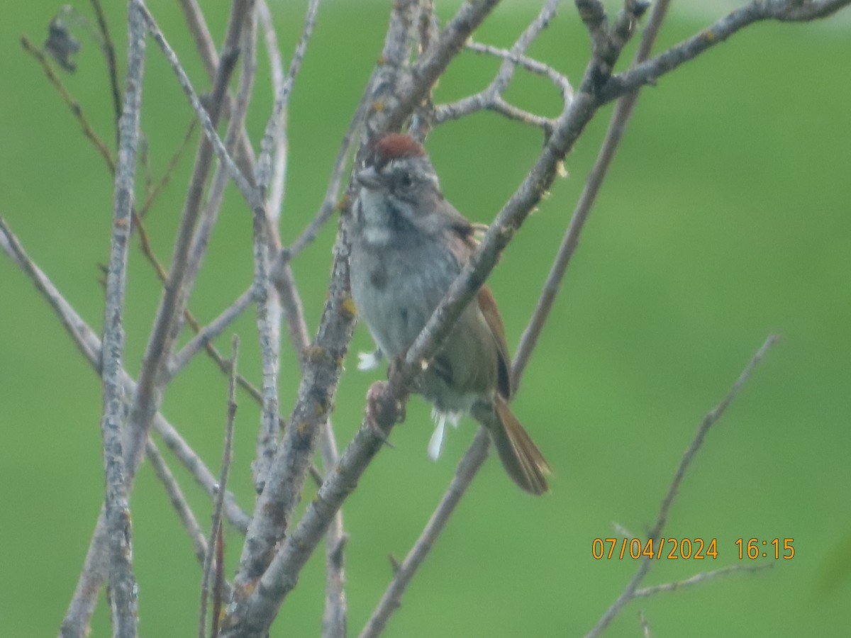 Swamp Sparrow - ML621153725