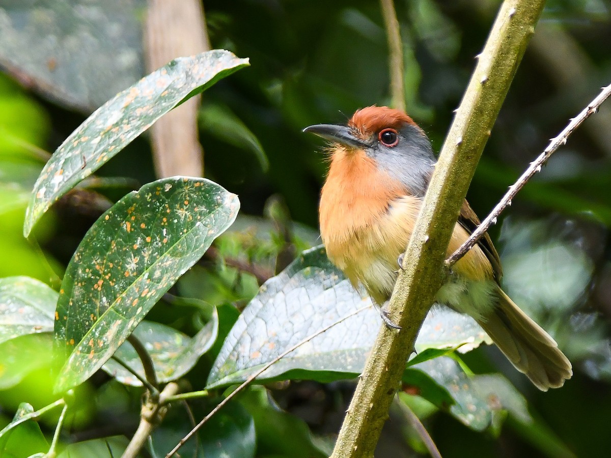 Rufous-capped Nunlet - ML621153746