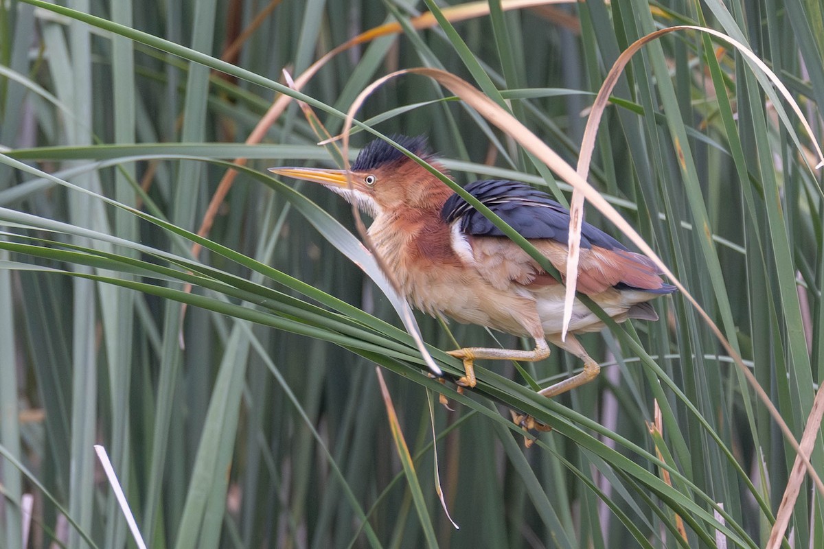 Least Bittern - ML621153748