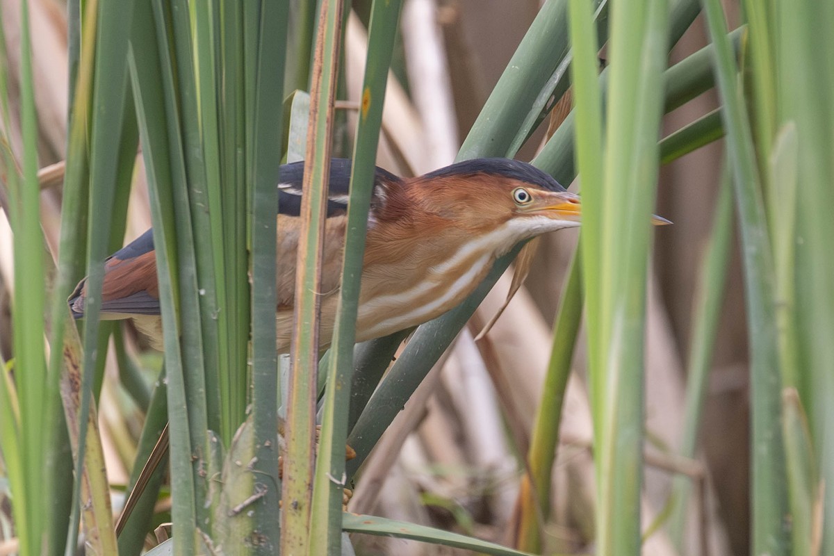 Least Bittern - ML621153749