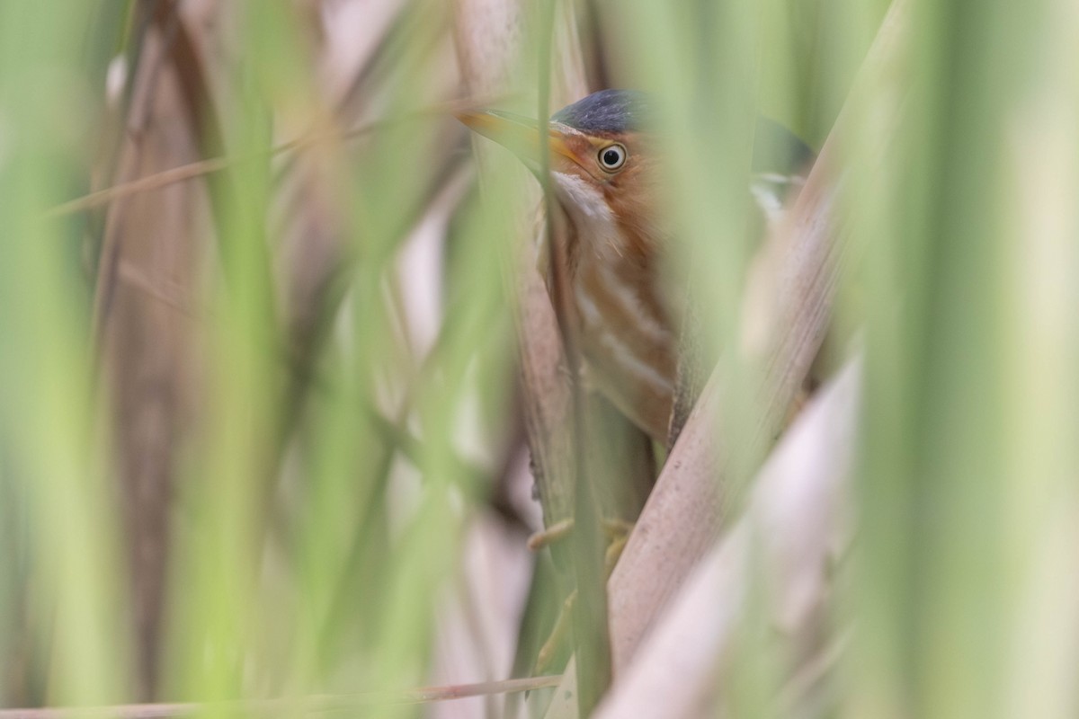 Least Bittern - ML621153750