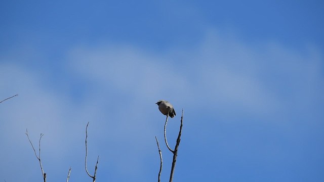 Black-faced Woodswallow - ML621153777