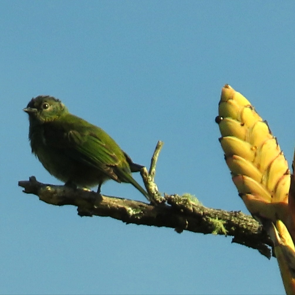 Black-capped Tanager - ML621153779