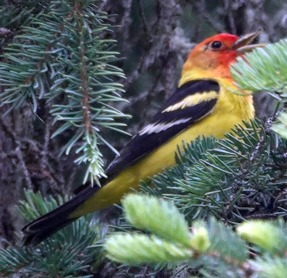 Western Tanager - ML621153823