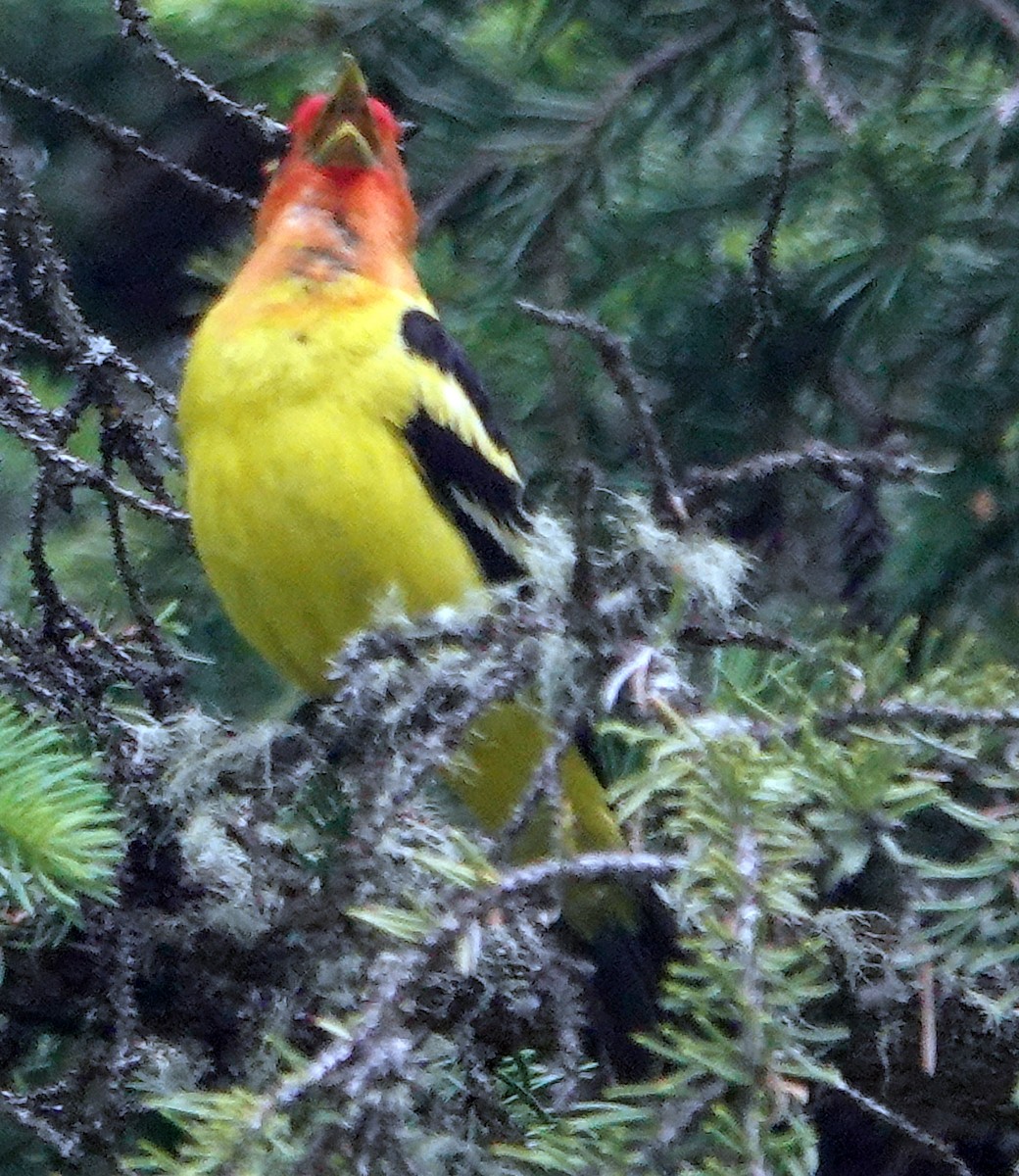 Western Tanager - ML621153824