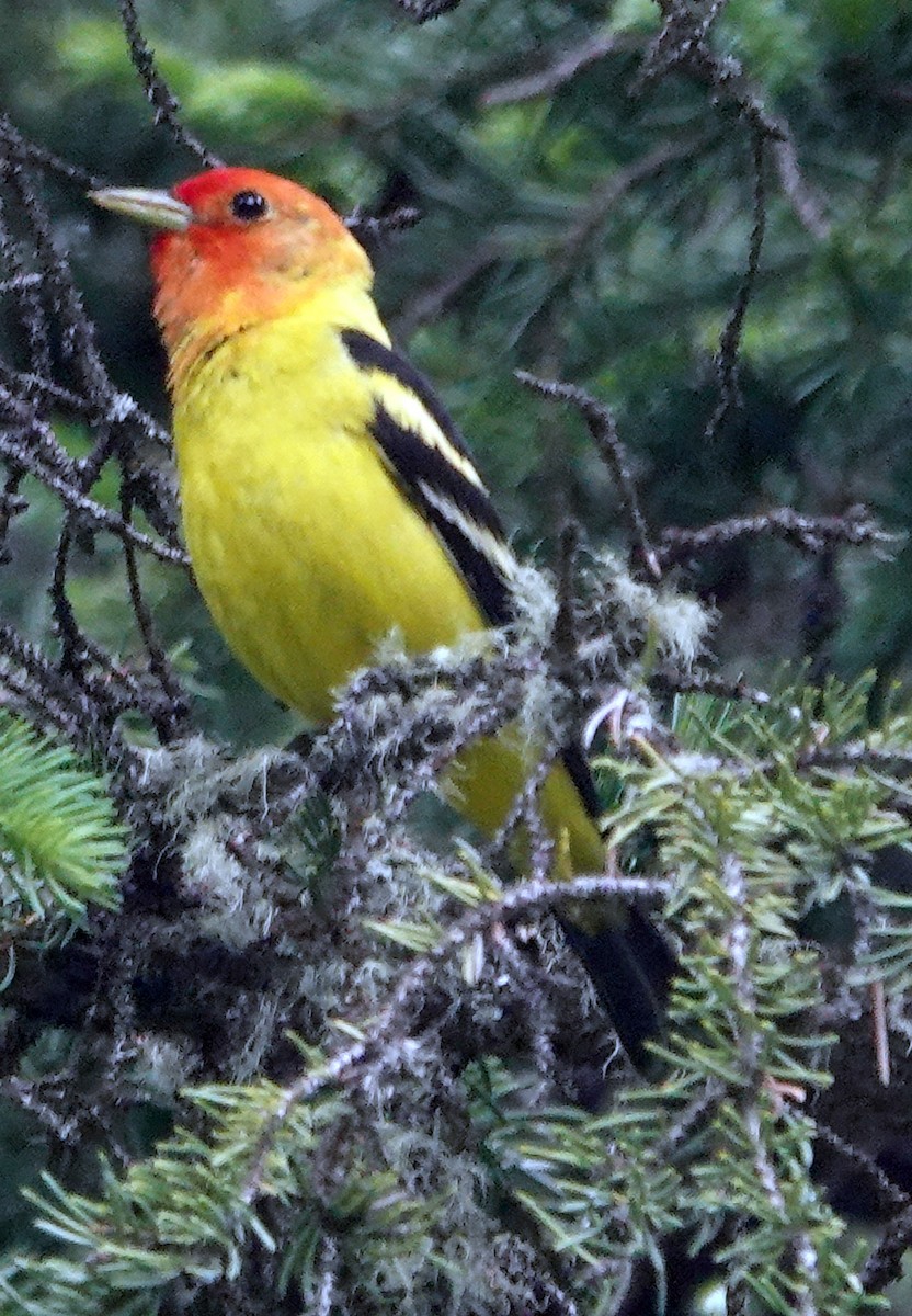 Western Tanager - ML621153825