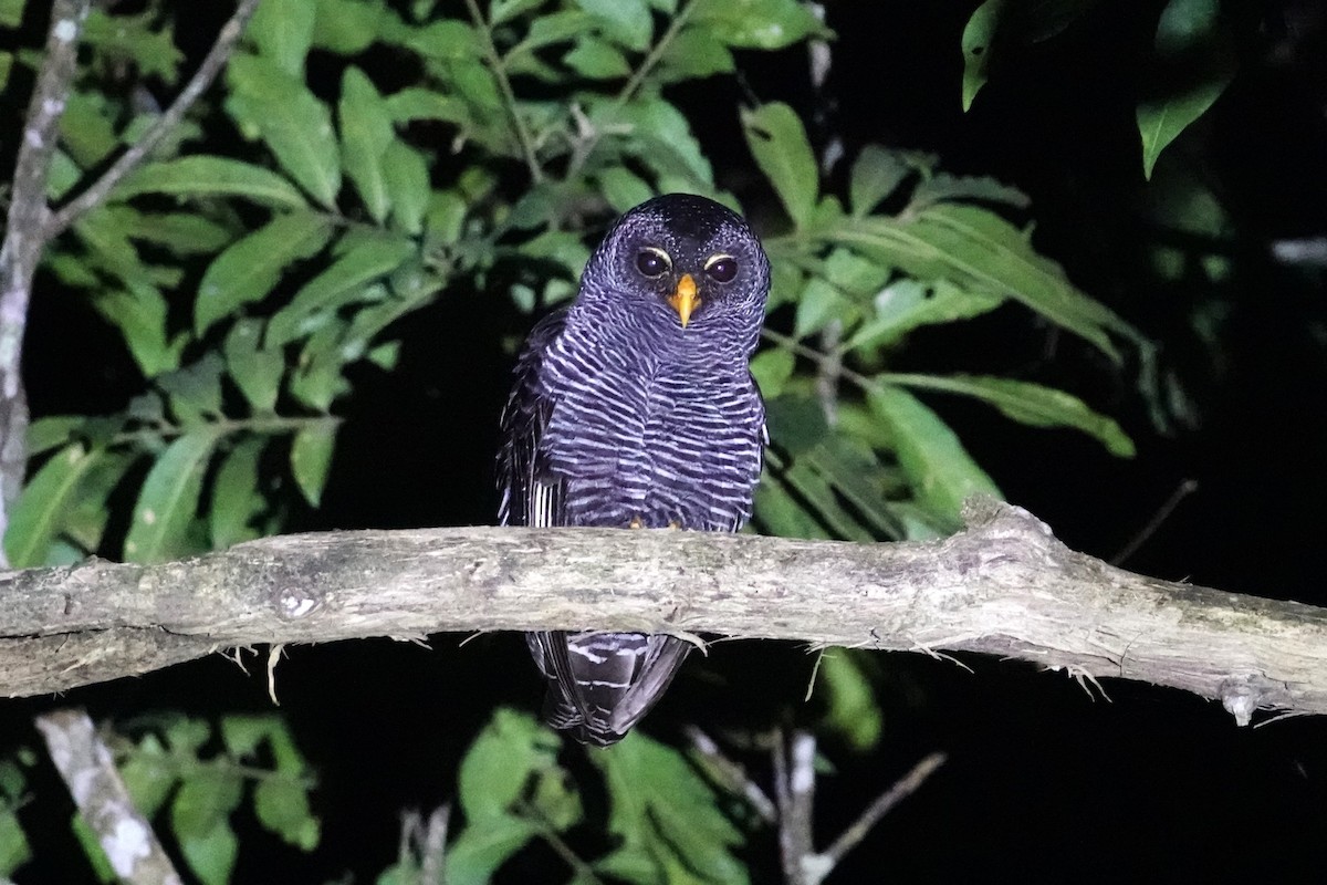 Black-banded Owl - ML621153830