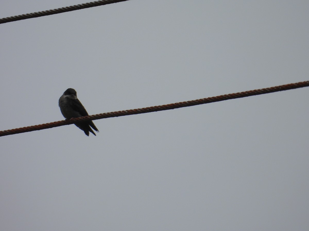 Brown-bellied Swallow - ML621153832