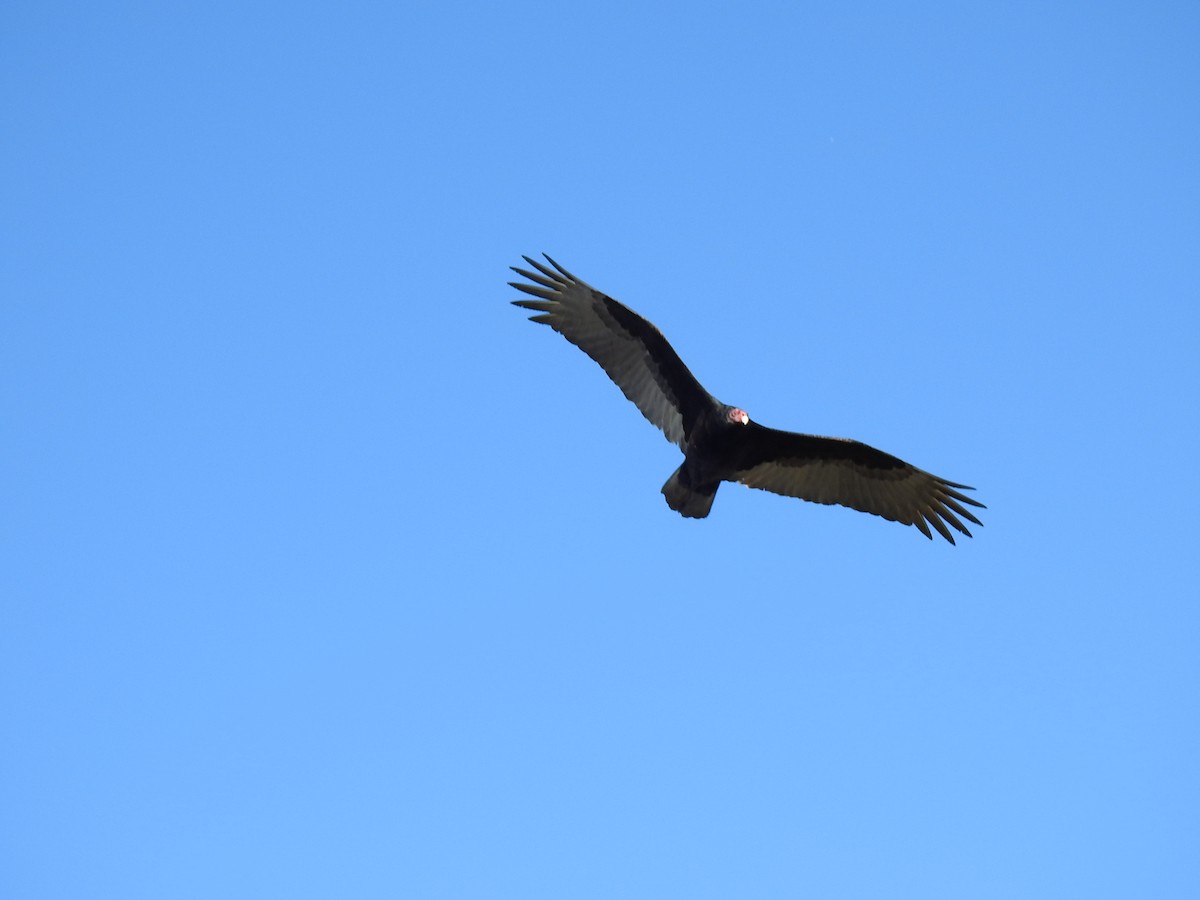 Turkey Vulture - ML621153858