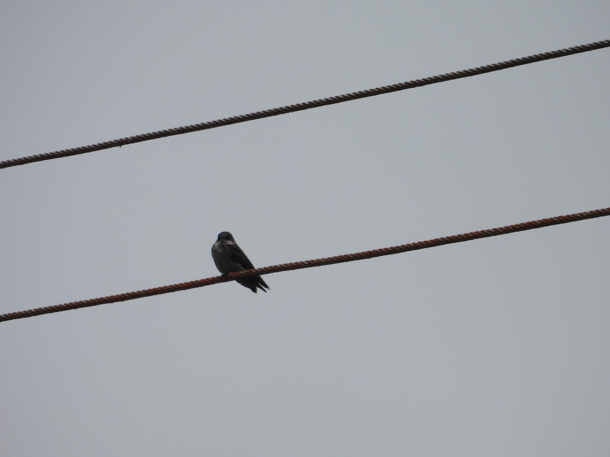 Brown-bellied Swallow - ML621153861