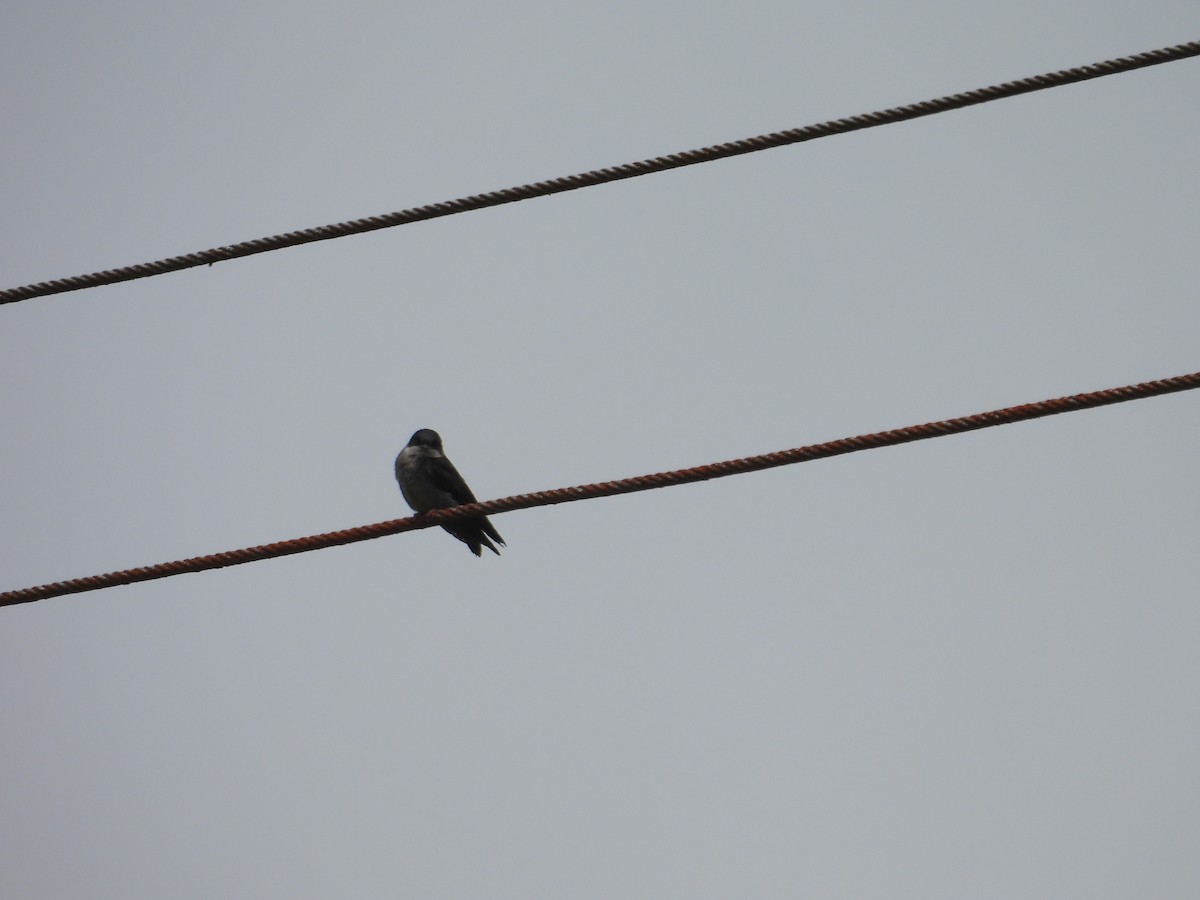 Brown-bellied Swallow - ML621153866