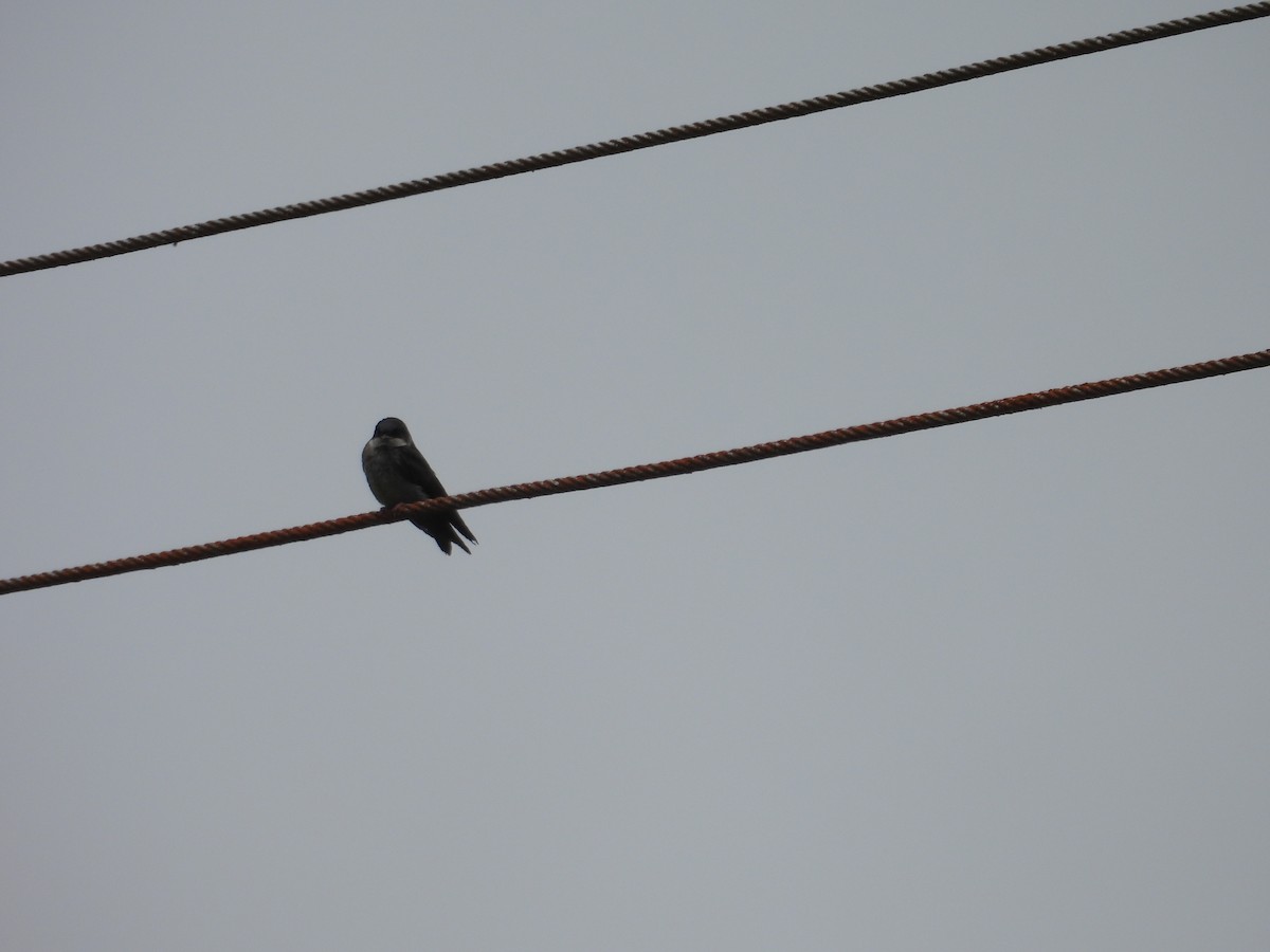 Brown-bellied Swallow - ML621153867