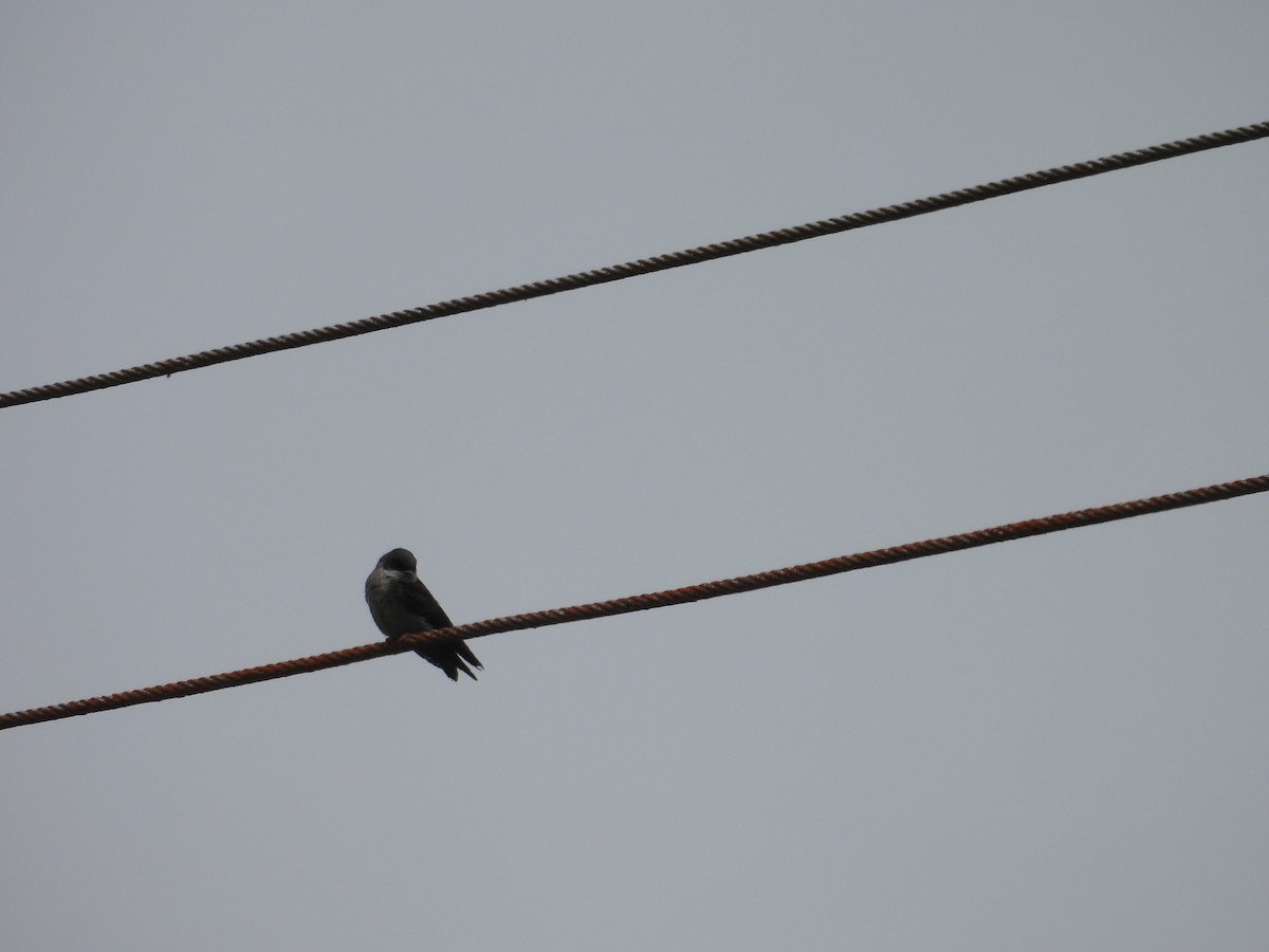 Brown-bellied Swallow - ML621153870