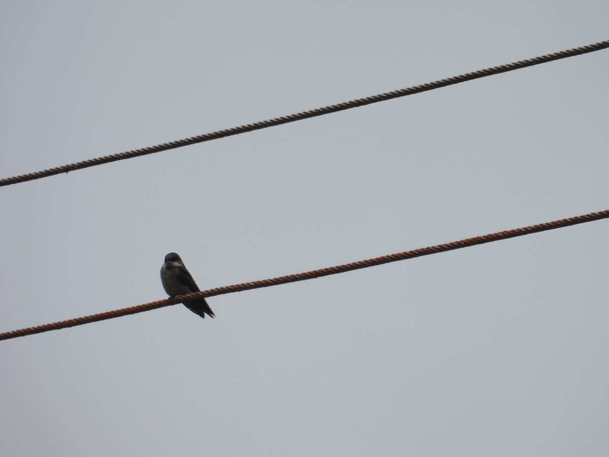 Brown-bellied Swallow - ML621153874