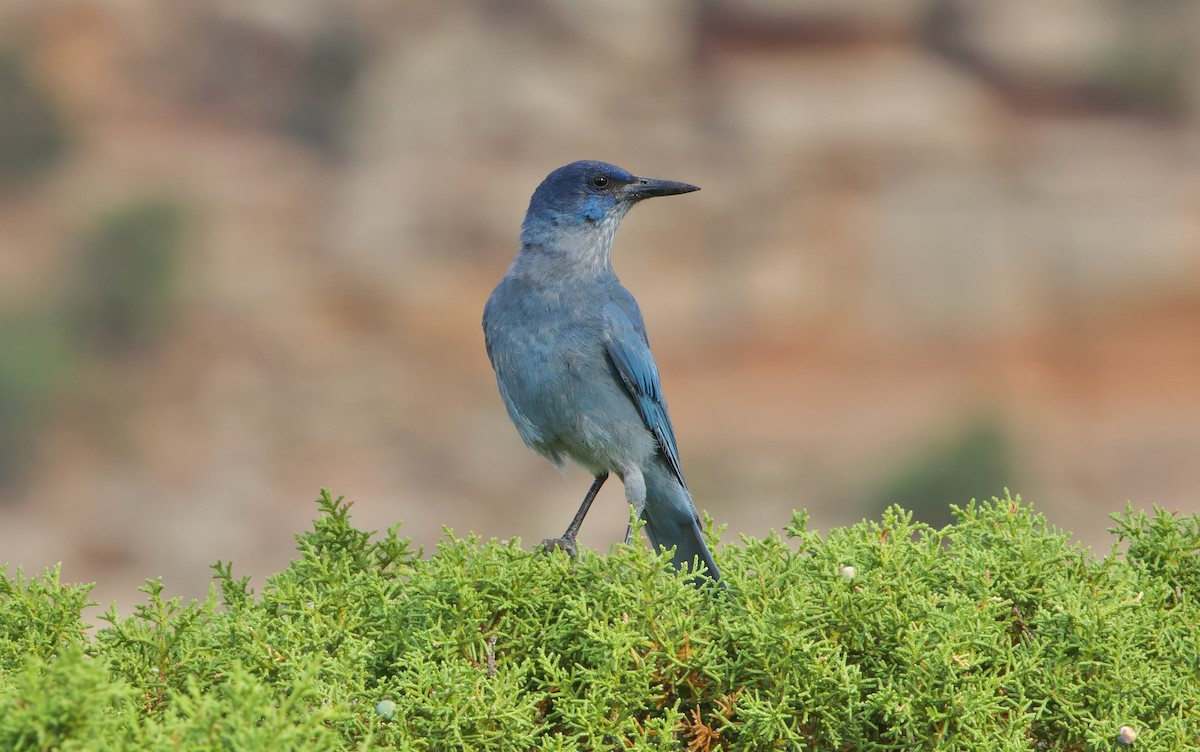 Pinyon Jay - ML621153880