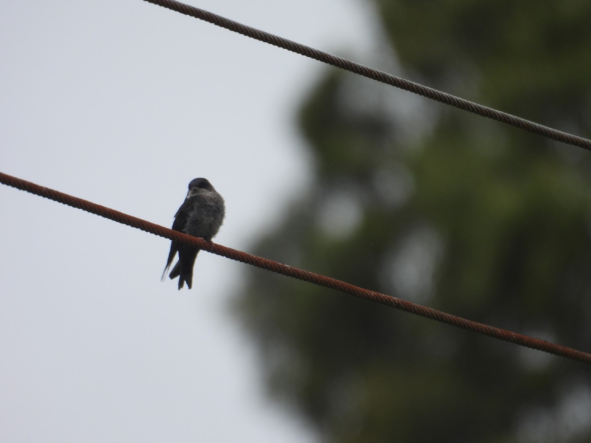 Brown-bellied Swallow - ML621153891