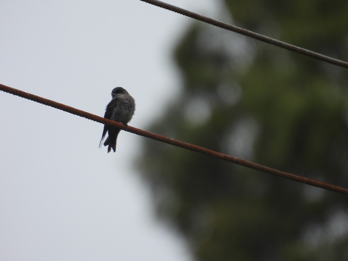 Brown-bellied Swallow - ML621153893