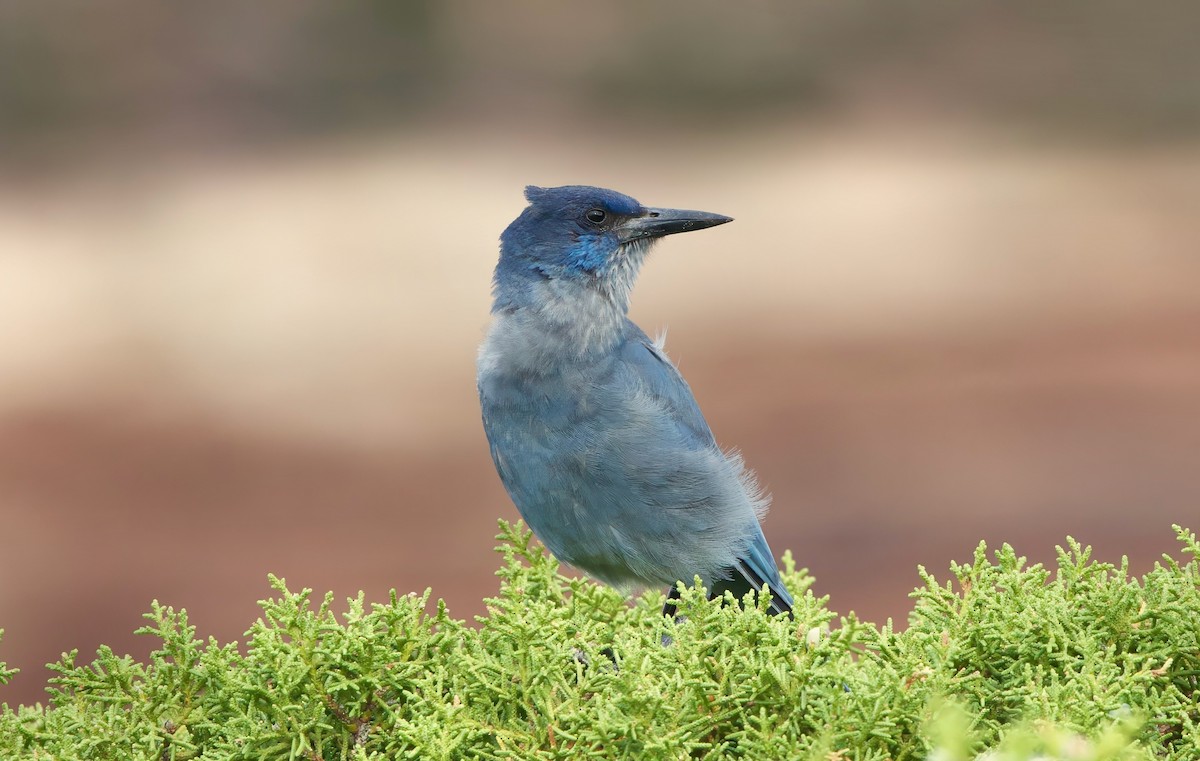 Pinyon Jay - ML621153896
