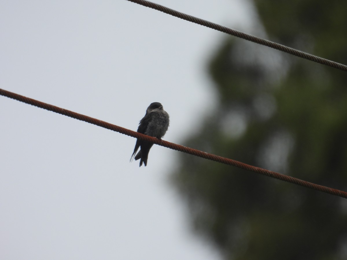 Brown-bellied Swallow - ML621153897