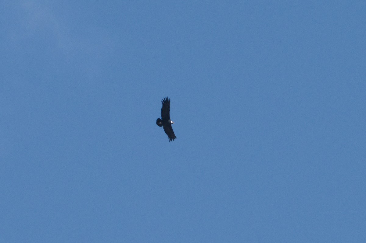 Condor des Andes - ML621153909