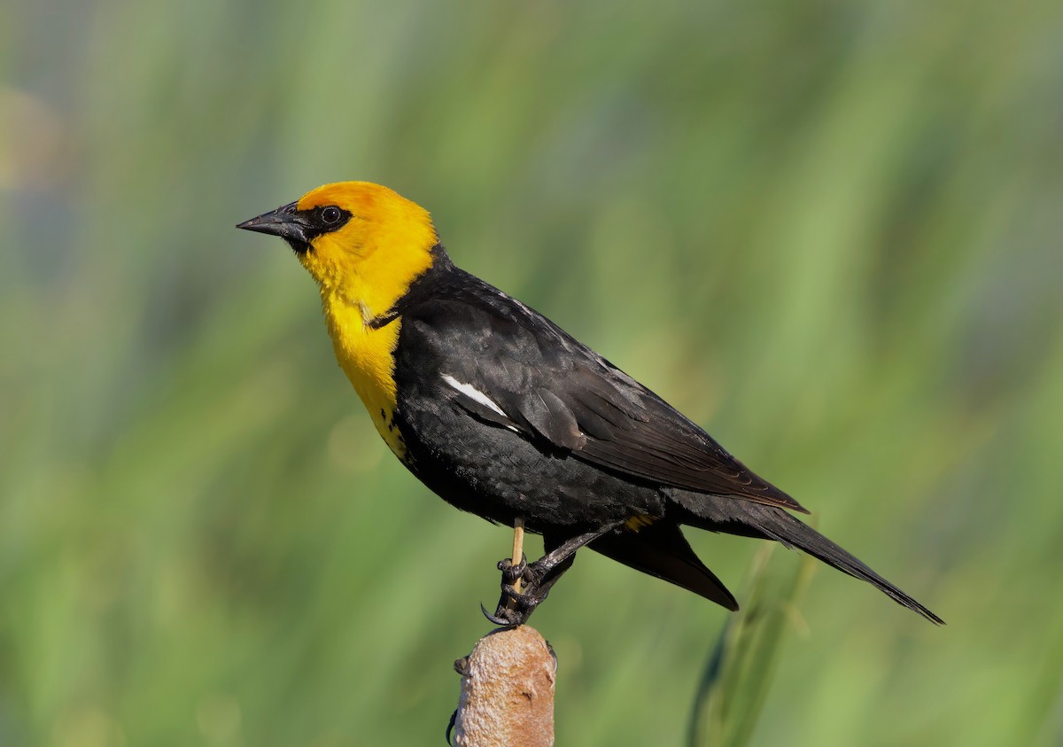 Yellow-headed Blackbird - ML621153925