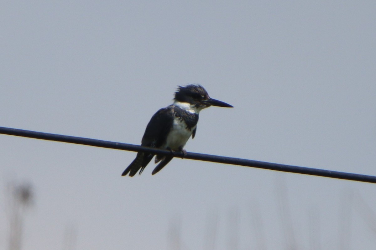 Belted Kingfisher - ML621153929