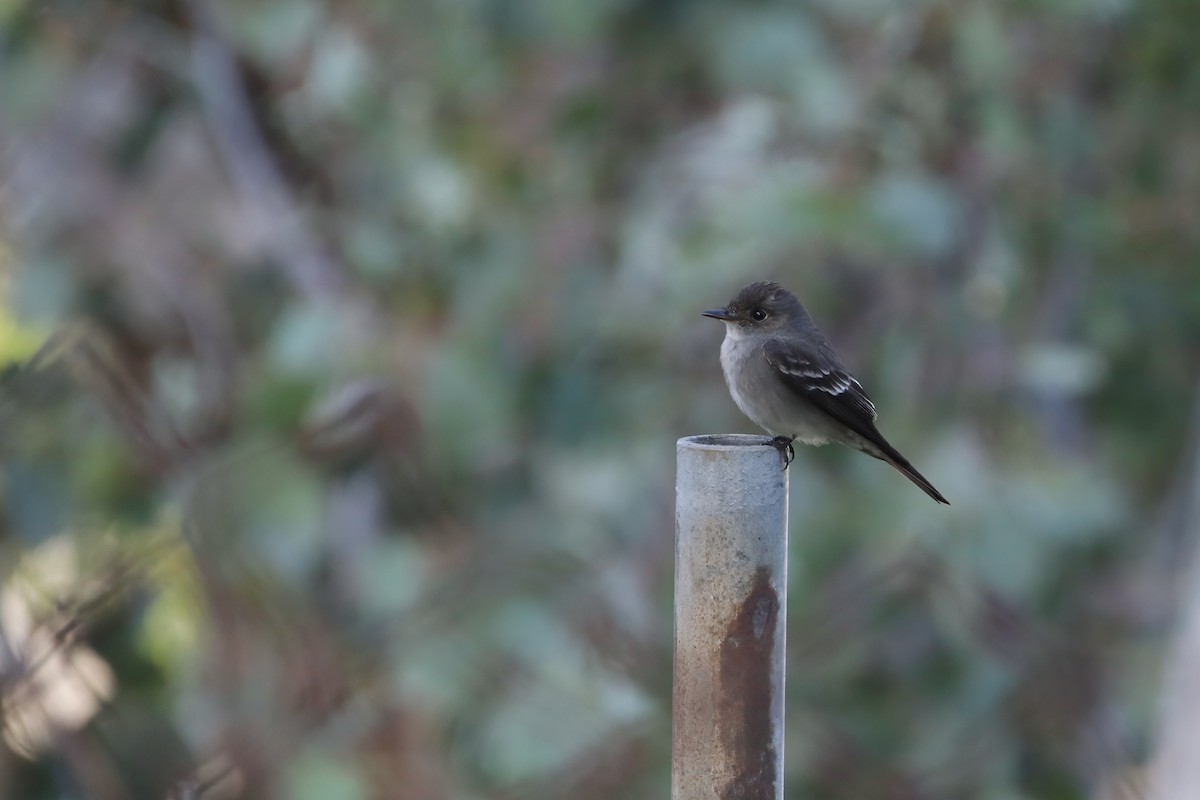 Western Wood-Pewee - ML621153946