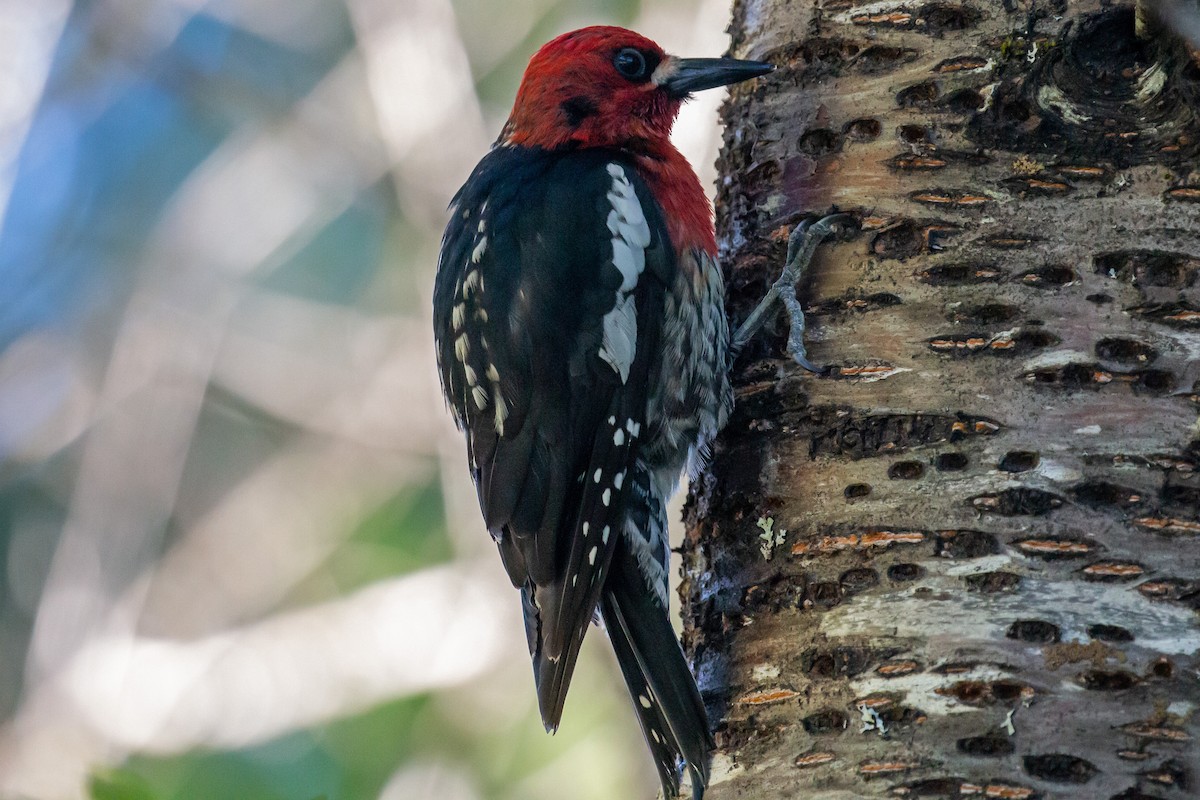 Red-breasted Sapsucker - ML621153960