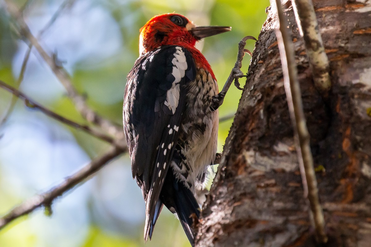 Red-breasted Sapsucker - Rick Hardy