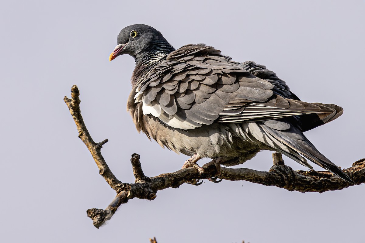 Common Wood-Pigeon - ML621153962