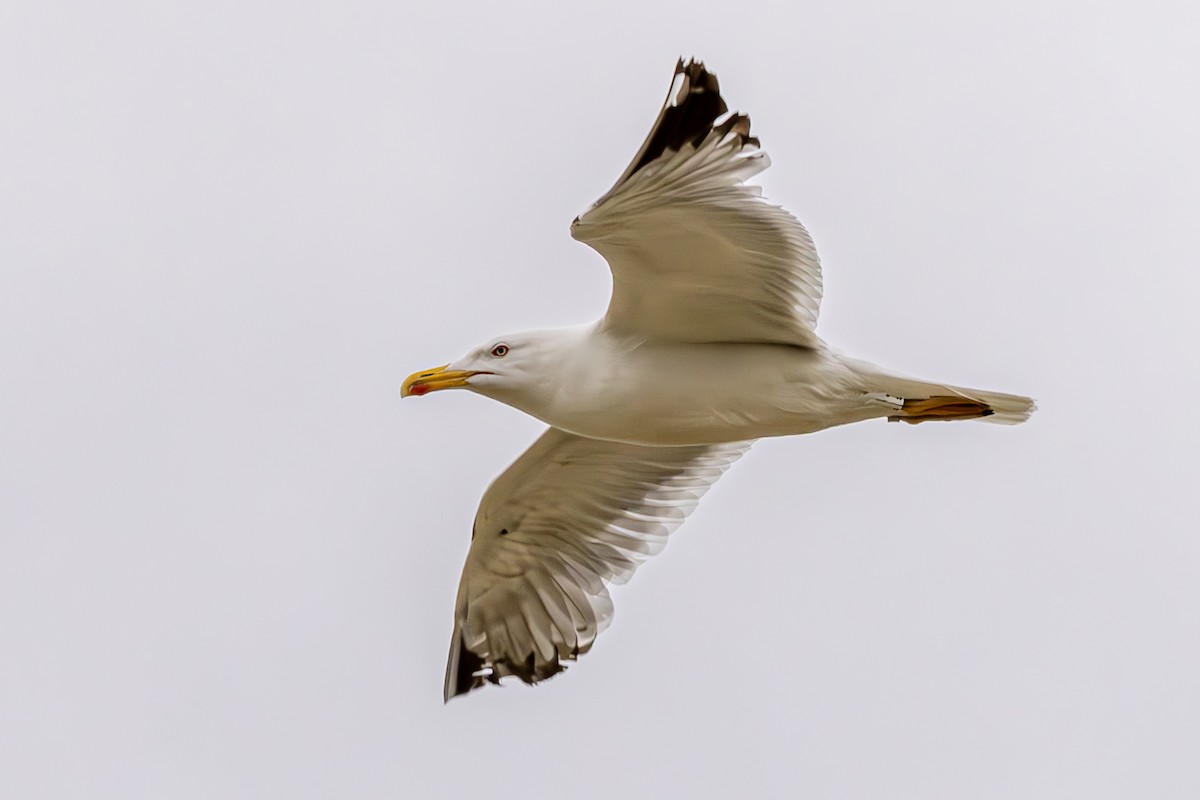 Yellow-legged Gull - ML621153969