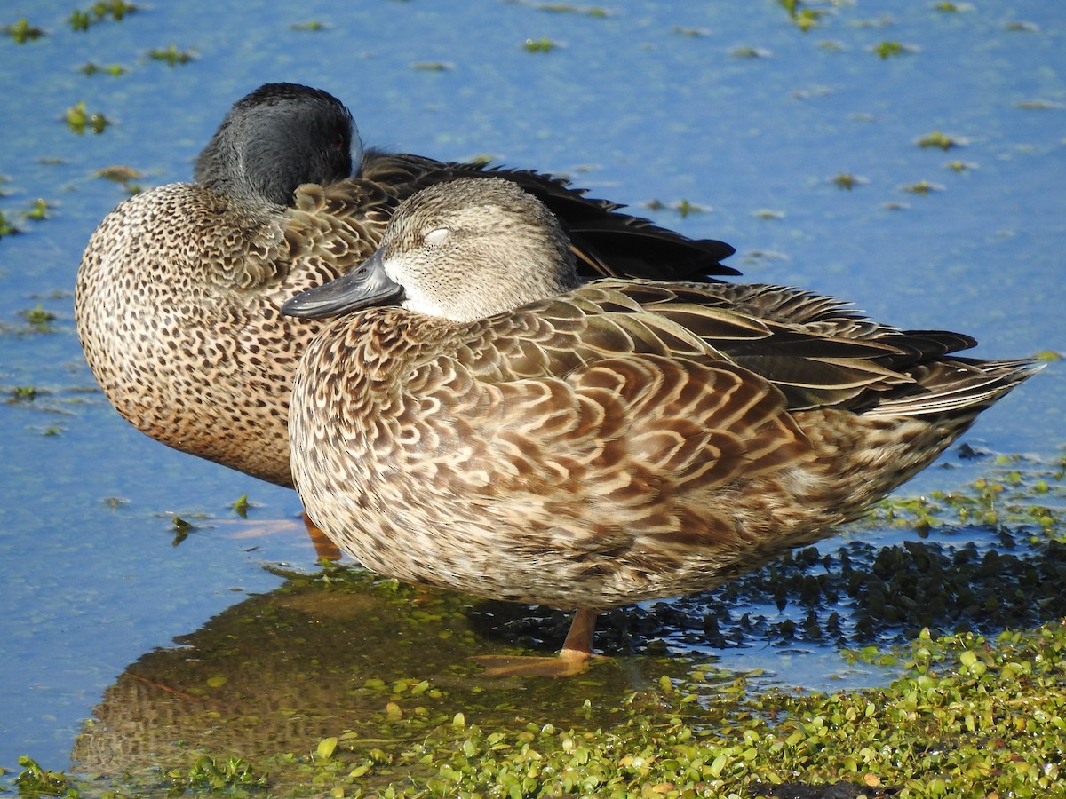 Blue-winged Teal - ML621154006