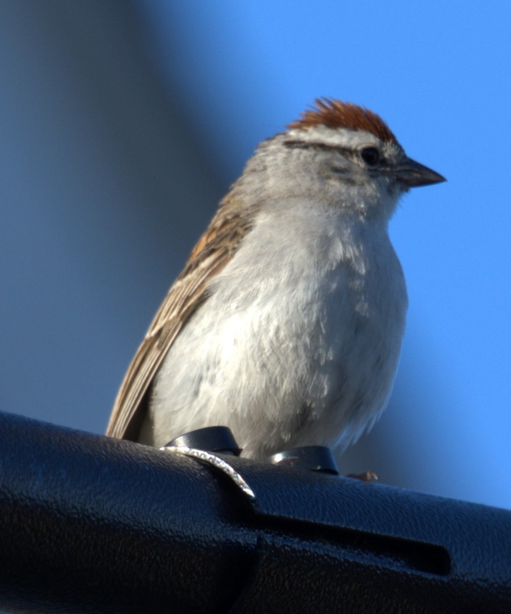 Chipping Sparrow - ML621154007