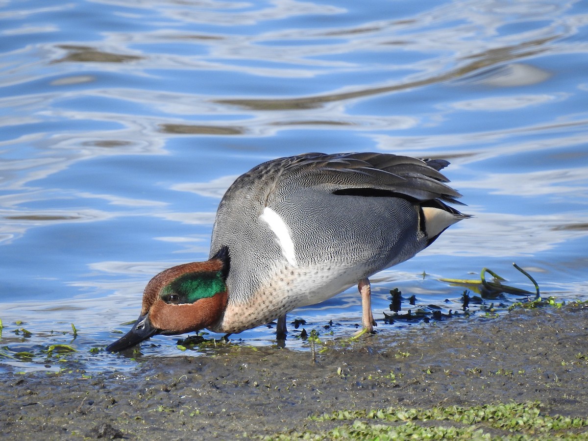 Green-winged Teal - ML621154041