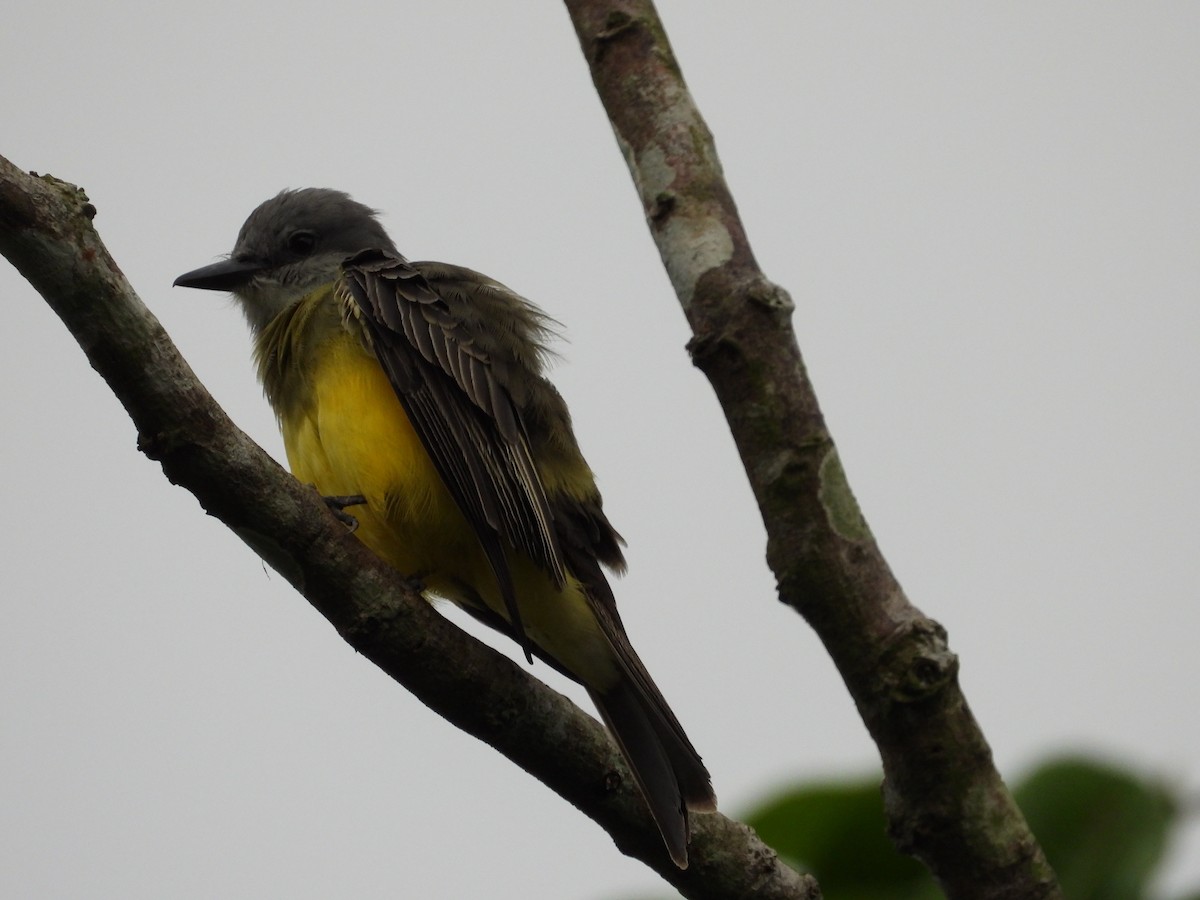 Tropical Kingbird - Manuel Fierro Canticus