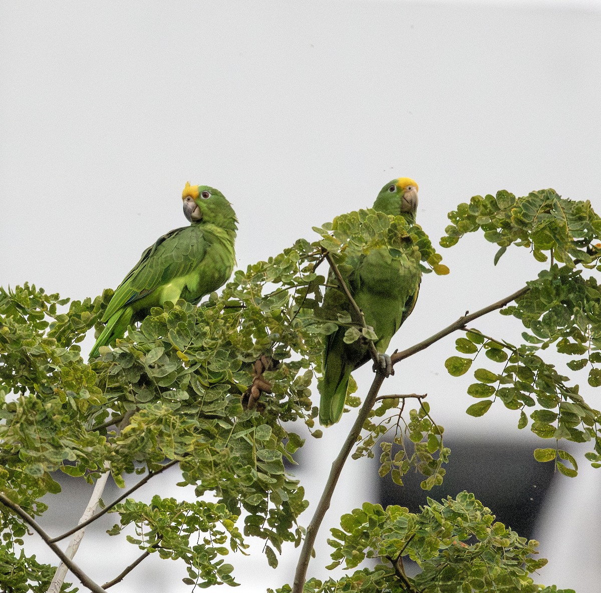 Yellow-crowned Parrot - ML621154071
