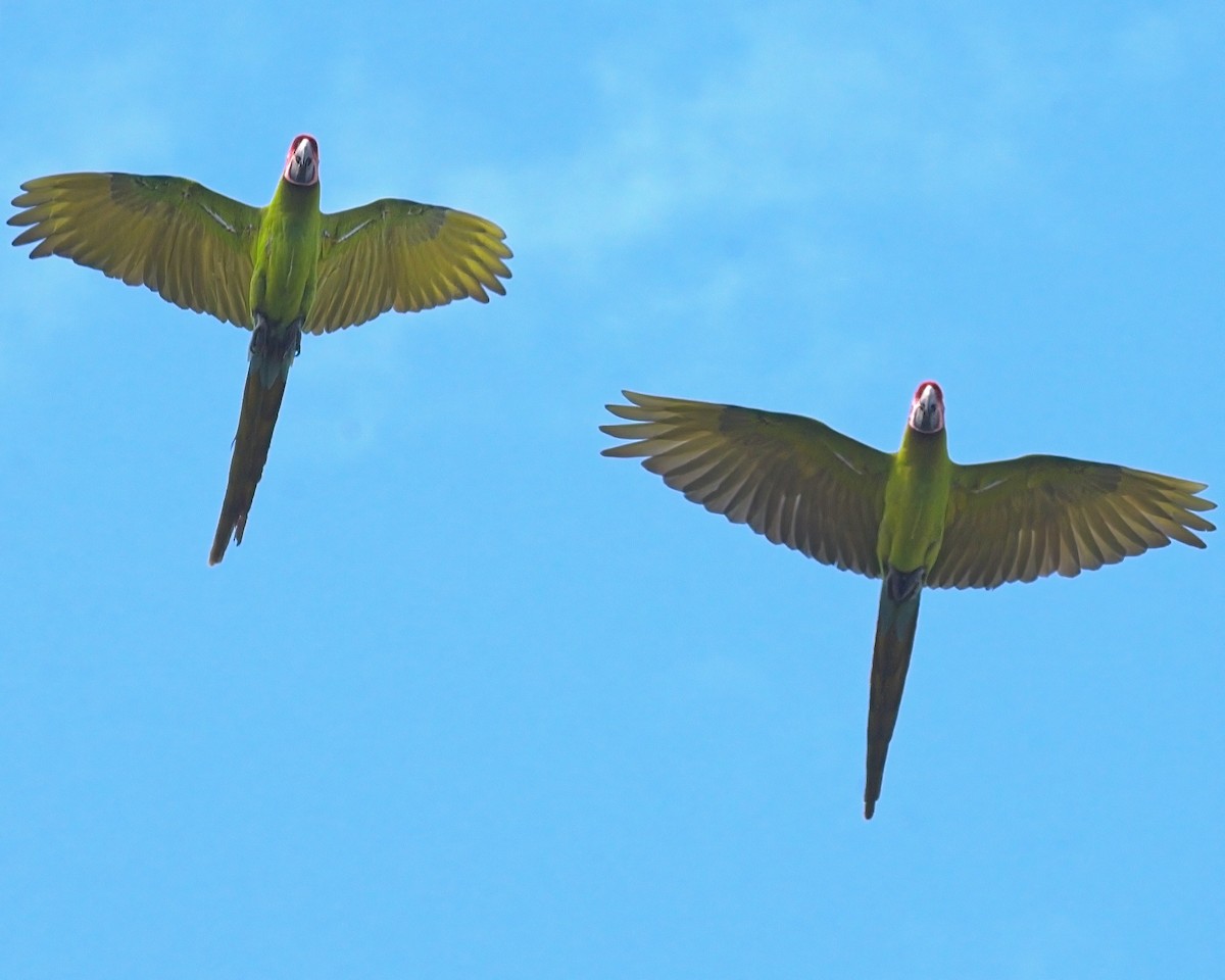 Great Green Macaw - ML621154093