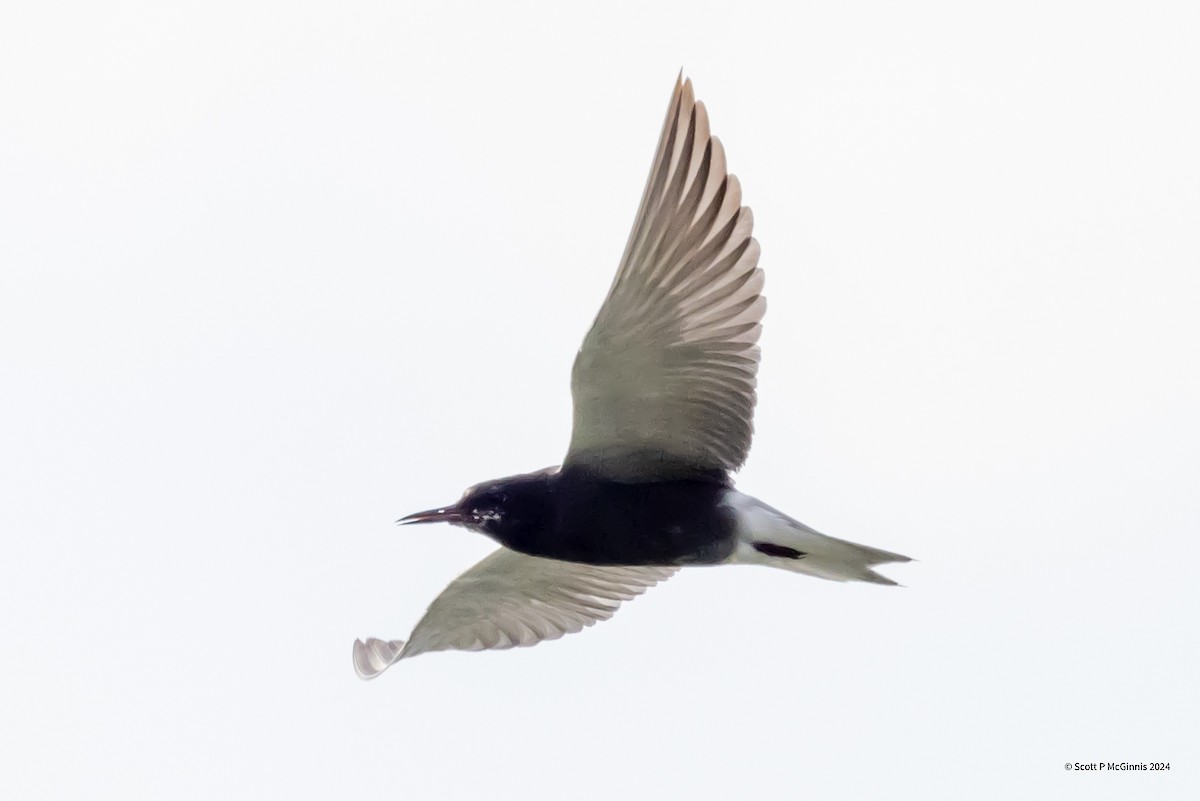 Black Tern - ML621154099