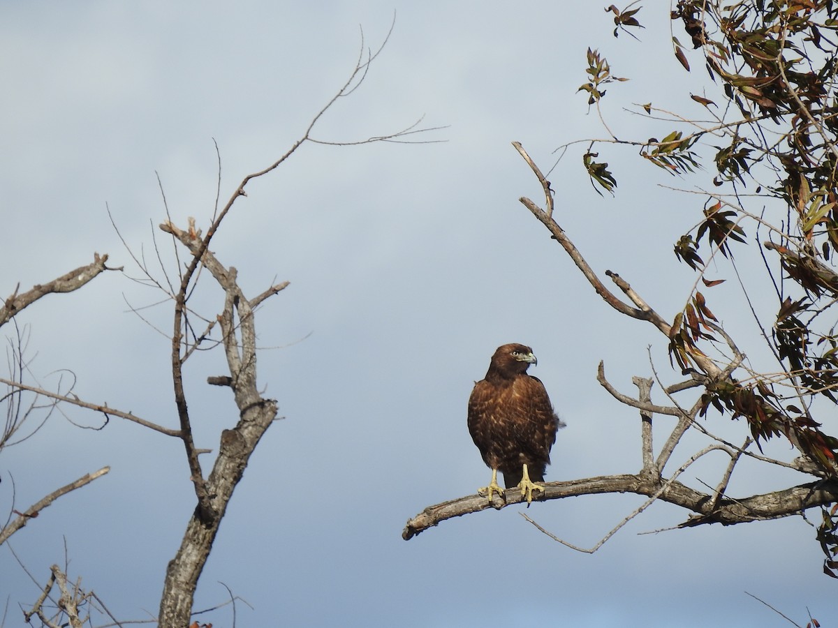 Red-tailed Hawk - ML621154112