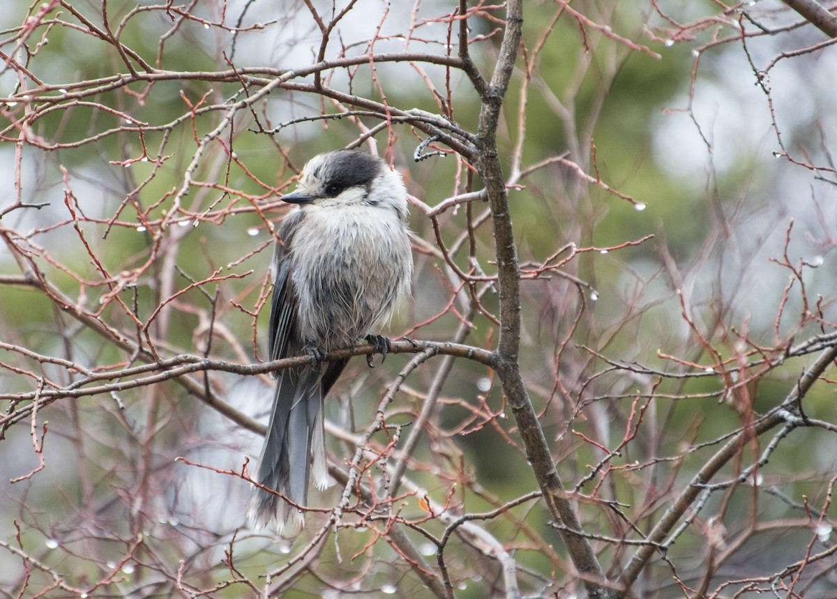 Canada Jay - ML621154126