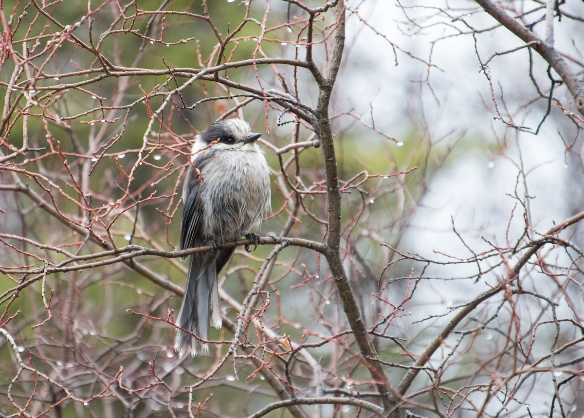 Canada Jay - ML621154132