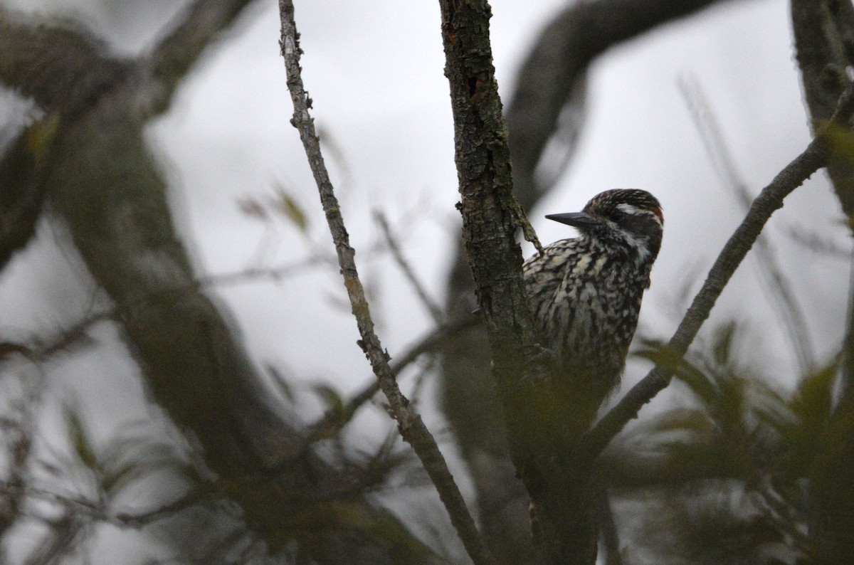 Checkered Woodpecker - ML621154169