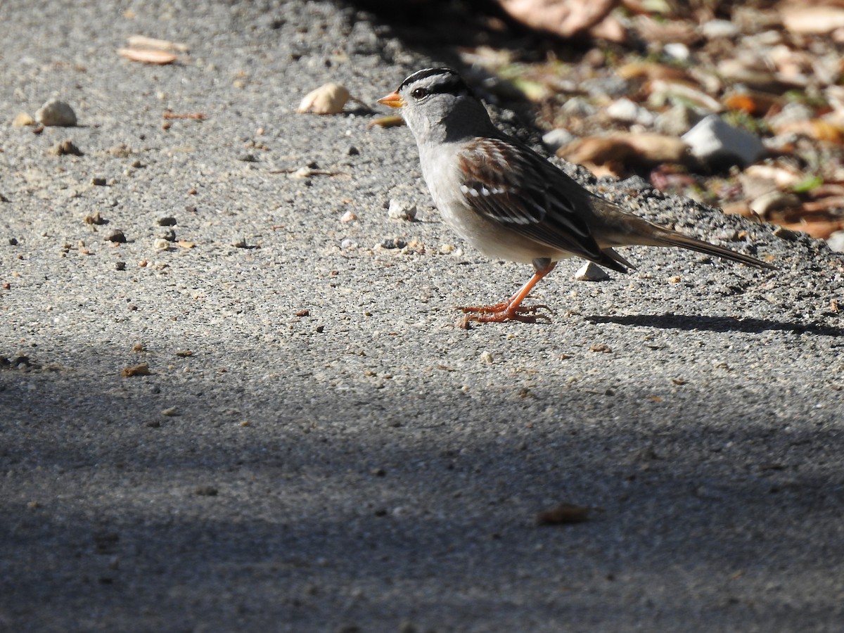 White-crowned Sparrow - ML621154237
