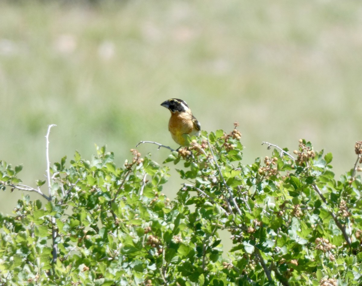 Black-headed Grosbeak - ML621154259
