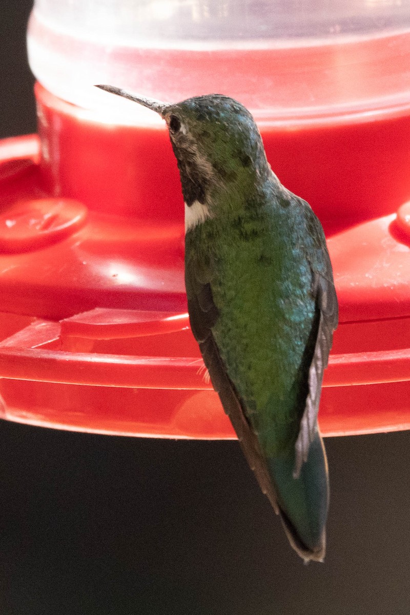 Black-chinned Hummingbird - ML621154293