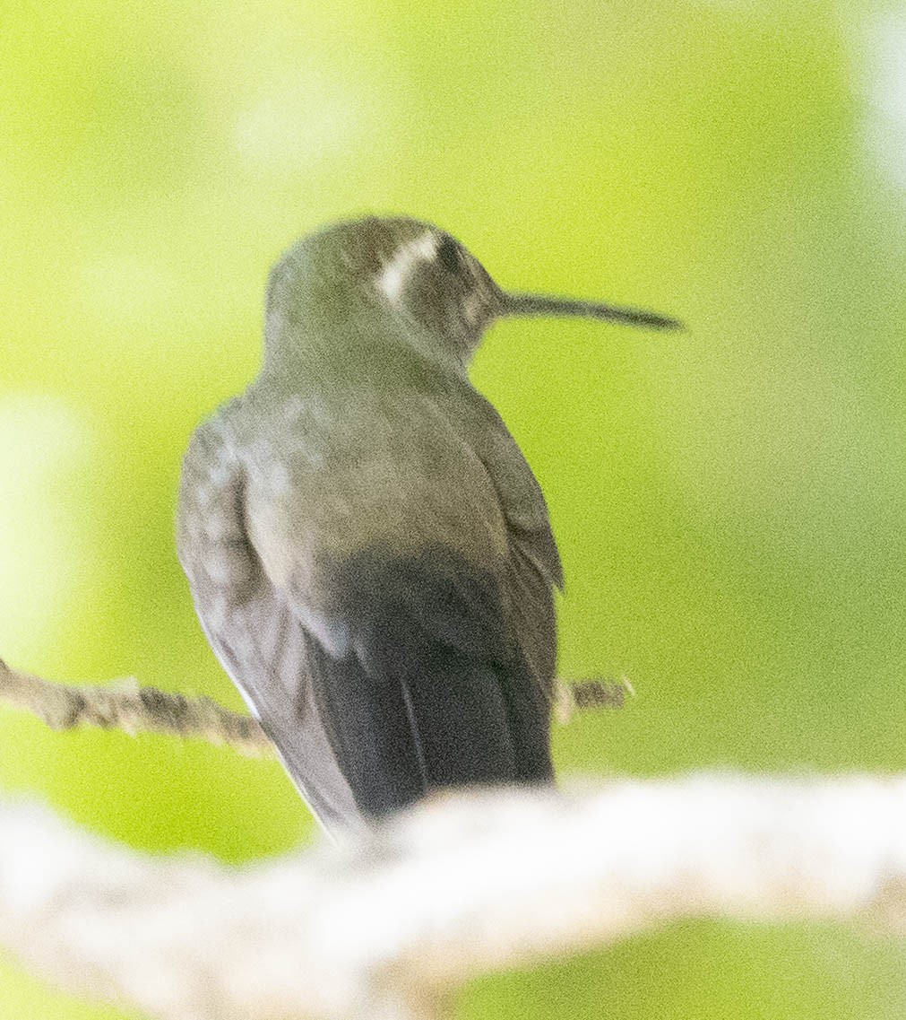 kolibřík blankytohrdlý - ML621154301