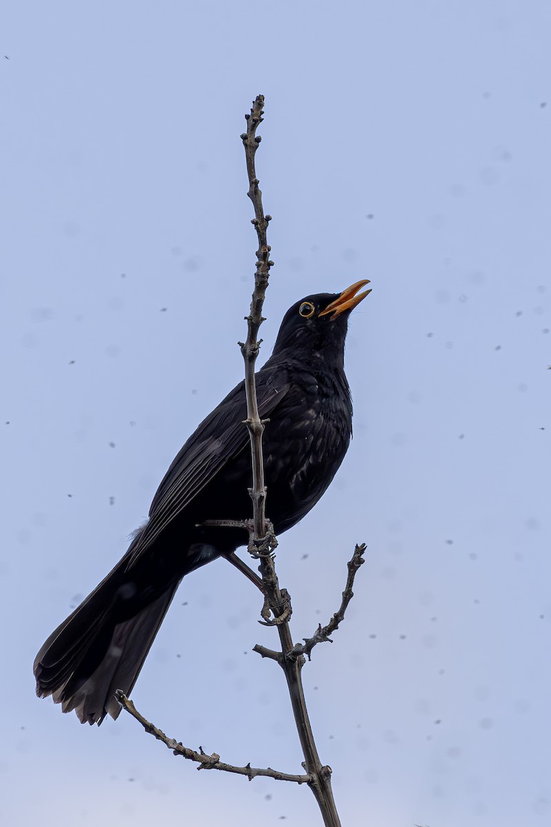 Eurasian Blackbird - ML621154302