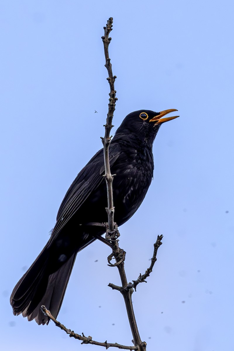 Eurasian Blackbird - ML621154303