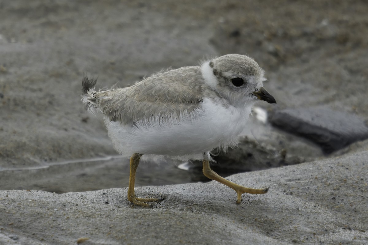 Piping Plover - ML621154312