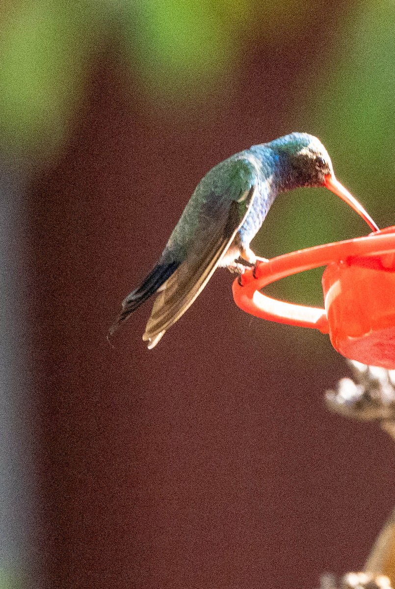 Broad-billed Hummingbird - ML621154332